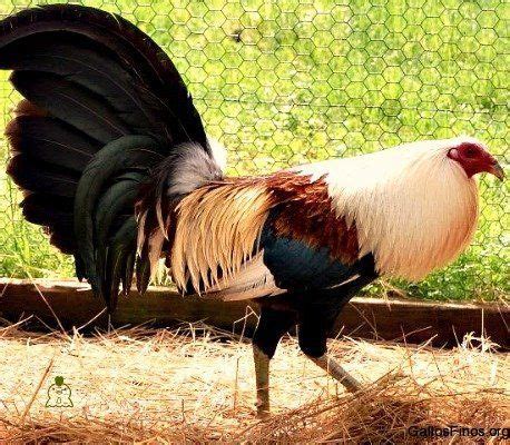 gamefowl bloodlines|Regular Grey Gamefowl Bloodline Characteristics and Fighting .
